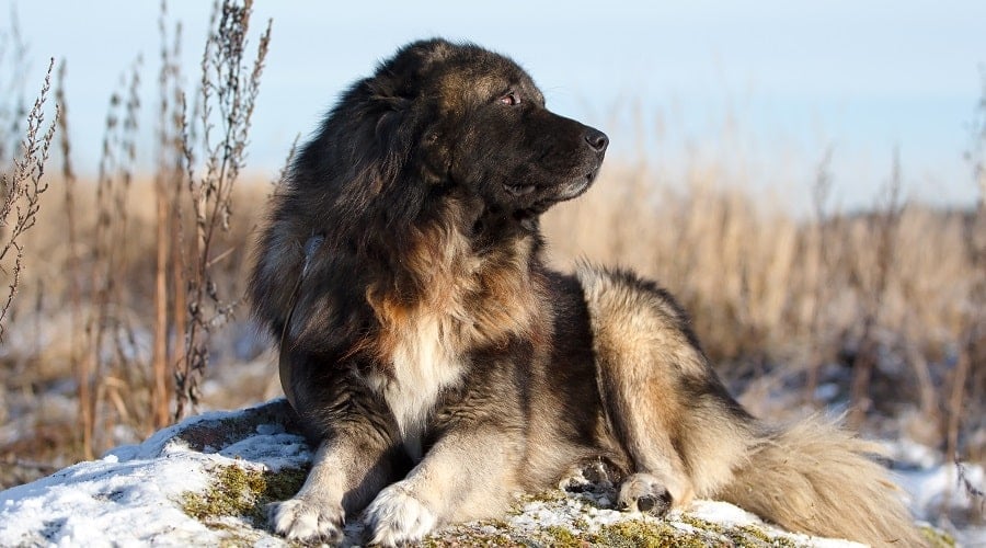 Caucasian Shepherd Dog