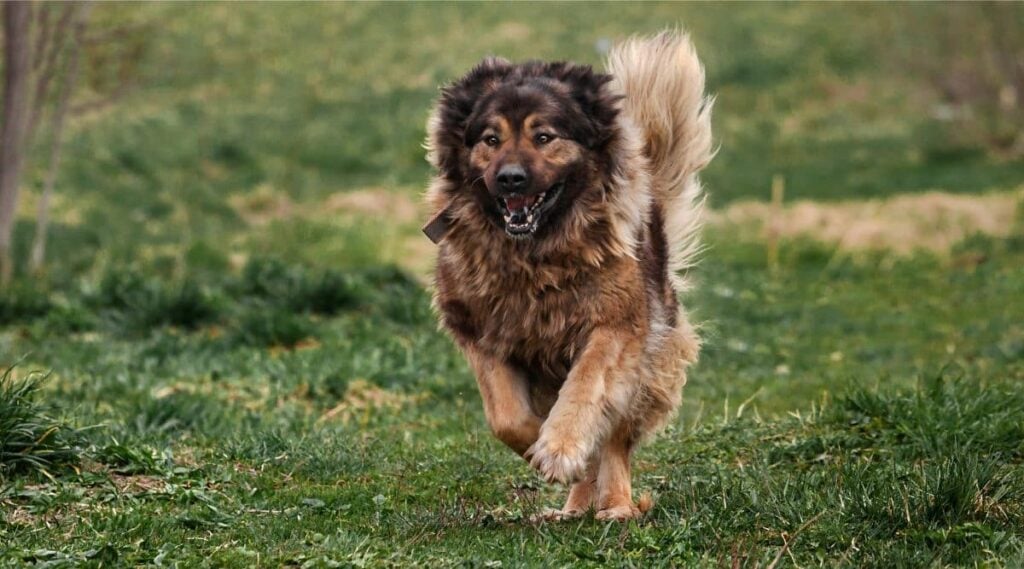 Caucasian Shepherd outside running in the grass