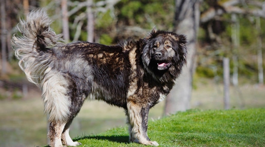 Caucasian Shepherd Exercising