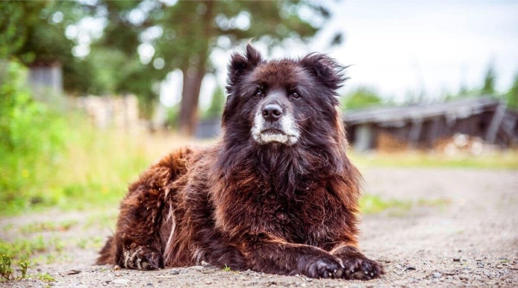 Caucasian Shepherd sitting outside in the dirt