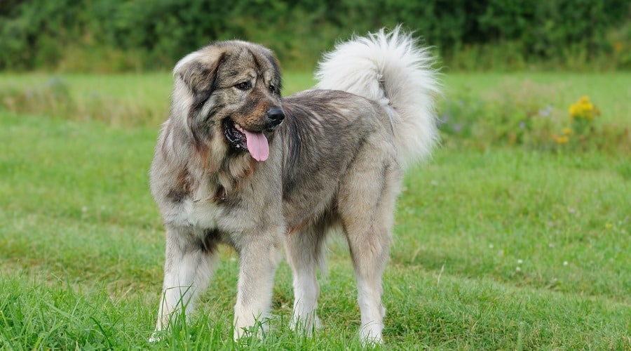 Caucasian Shepherd Health Problems