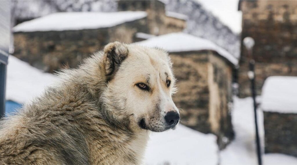Caucasian Shepherd standing in a snowing town