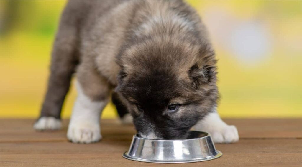 Caucasian Shepherd puppy eating out of a stainless steel bowl