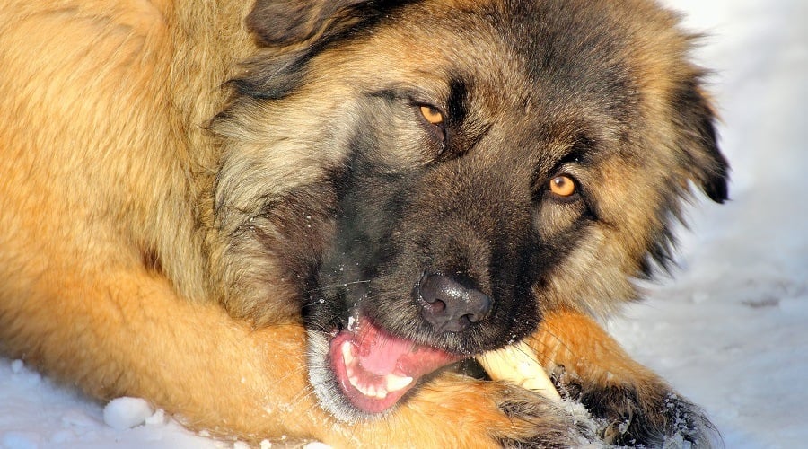 Caucasian Shepherd Nutrition Requirements