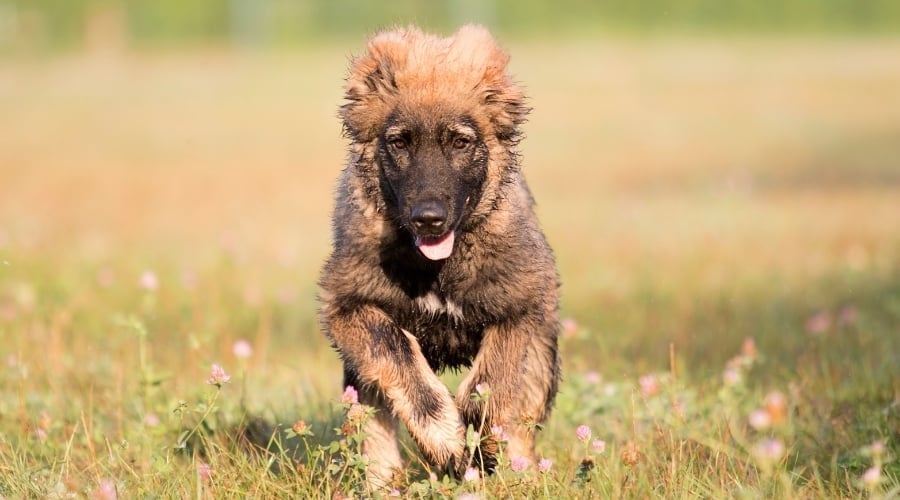 Caucasian Shepherd Puppy