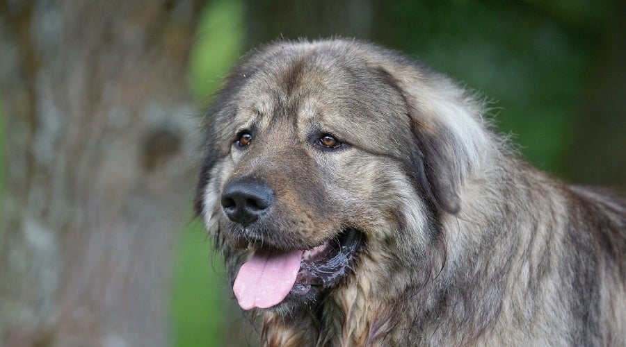 Caucasian Shepherd Senior Dog