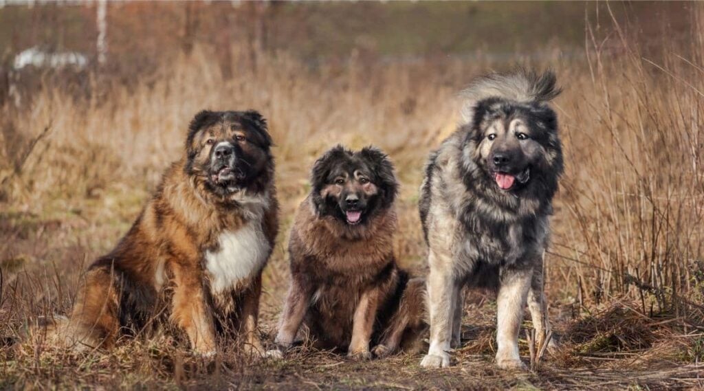 3 Caucasian Shepherds sitting outside