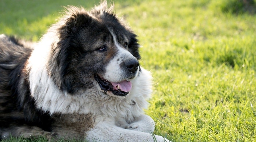 Caucasian Shepherd Size and Weight