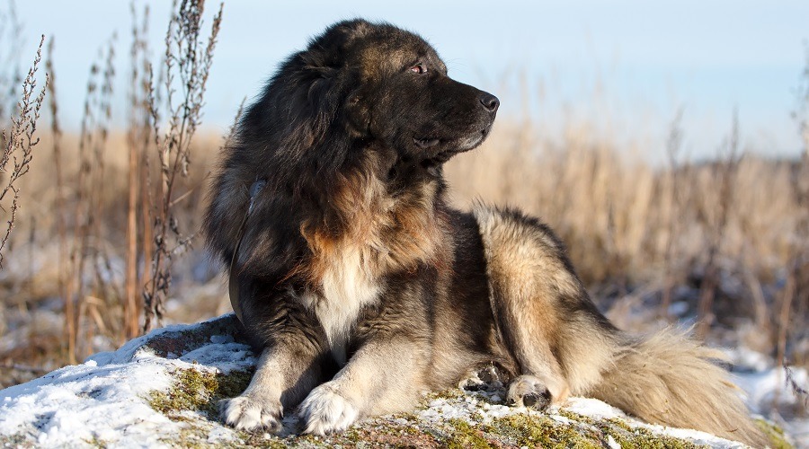 Caucasian Shepherd Socialization Tips
