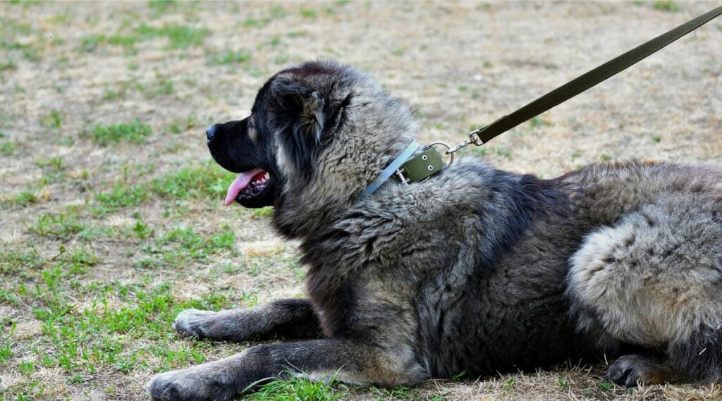 Caucasian Shepherd sitting outside on a leash