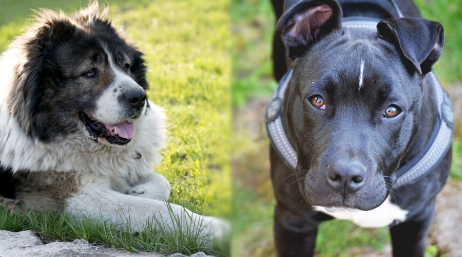 Caucasian Shepherd and Pitbull Exercising Outdoors