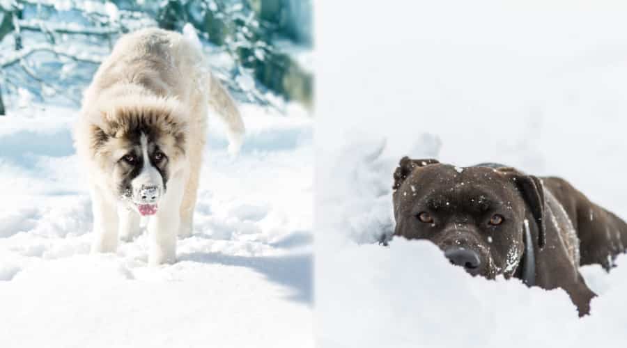 Caucasian Shepherd and Pitbull Terrier Health
