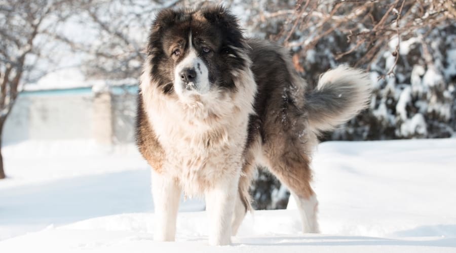 Russian Dog Breed Caucasian Shepherd in Snow