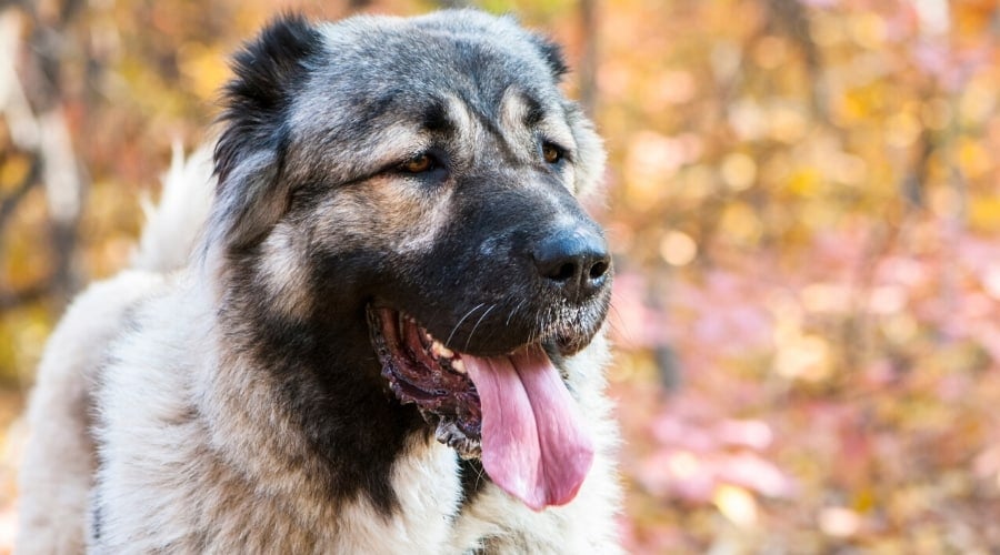 Caucasian Shepherd outside in the fall.