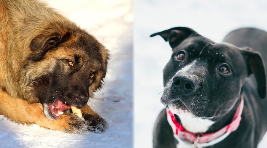 Caucasian Shepherd vs Pitbull Appearance Comparison