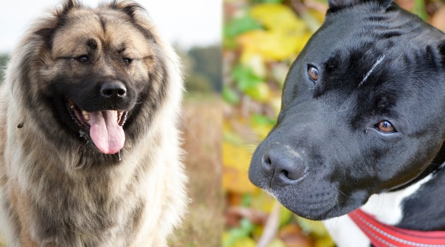 Russian Bear Dog and Pitbull Grooming Needs