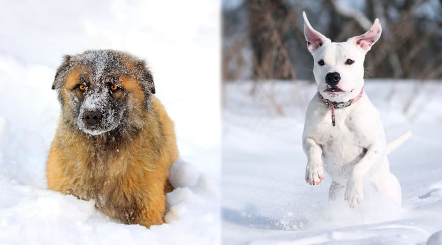 Caucasian Shepherd vs Pitbull Temperament Comparison