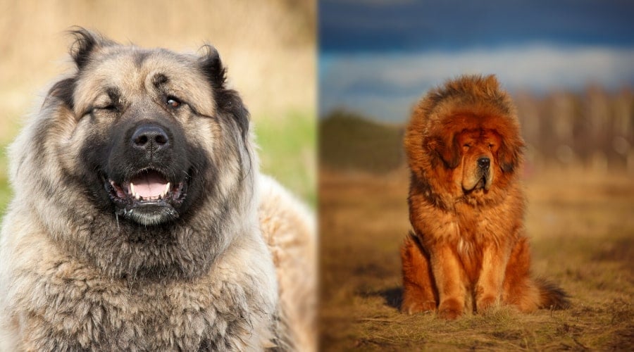 Caucasian Shepherd vs Tibetan Mastiff Appearance Fluffy Coats