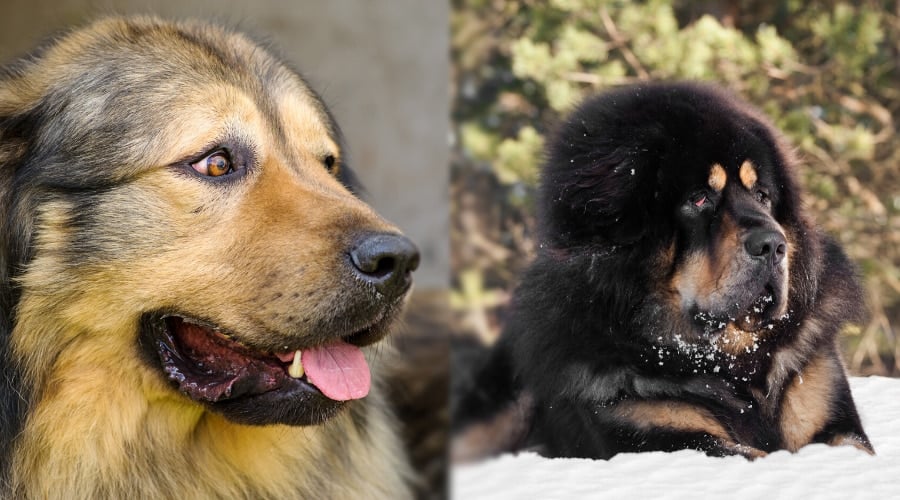 Russian Bear Dog and Tibetan Mastiff Health Needs