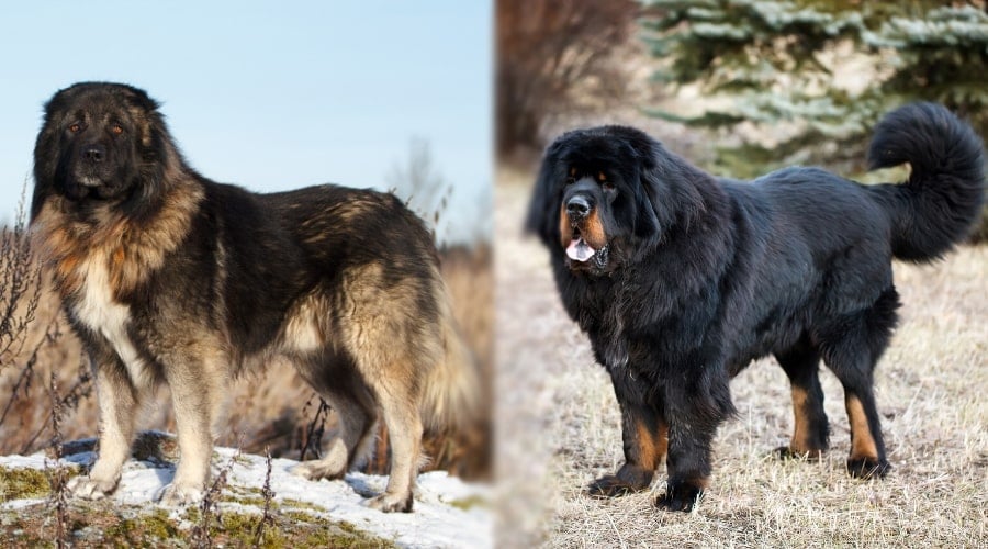 Caucasian Shepherd vs Tibetan Mastiff Temperament