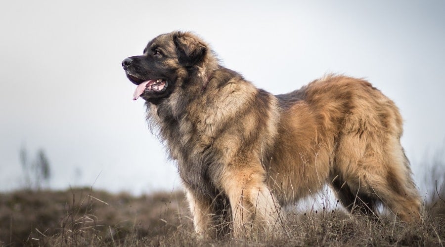 Caucasian Shepherd