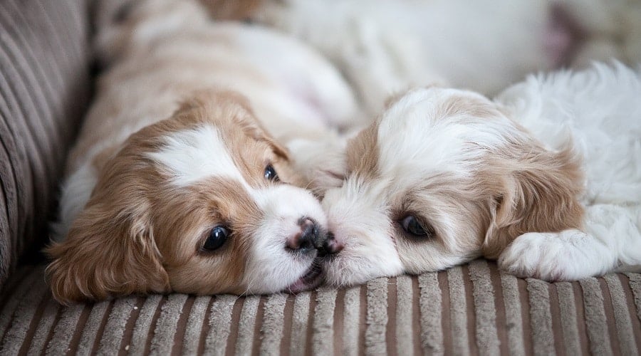 Cavachon Puppies