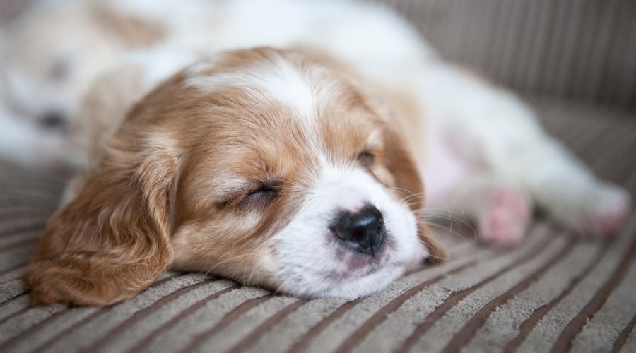 Cavachon Puppy