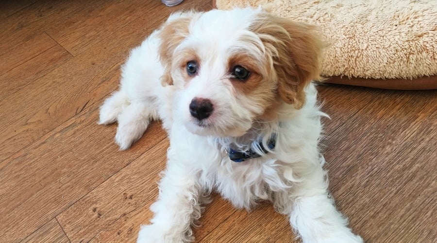 Cavachon sitting on floor