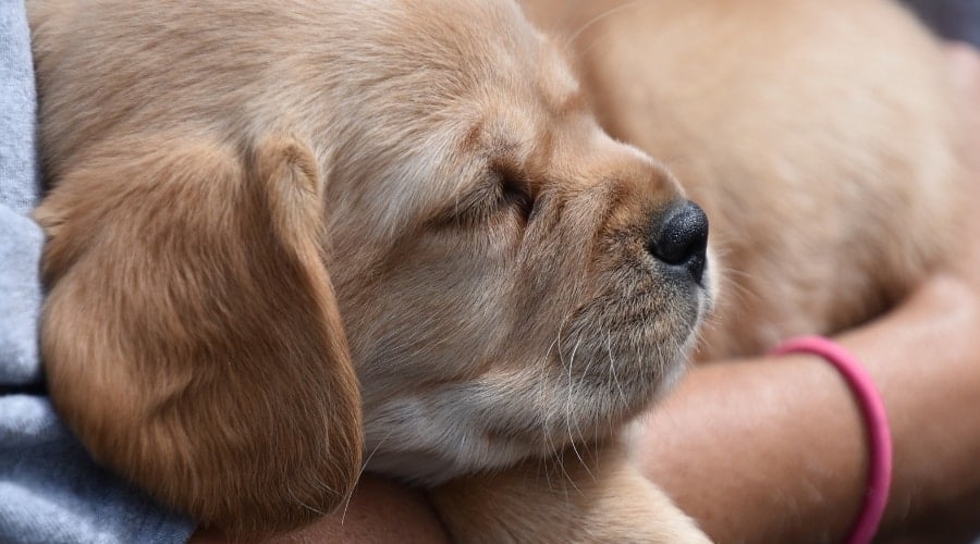 Cavador puppy face