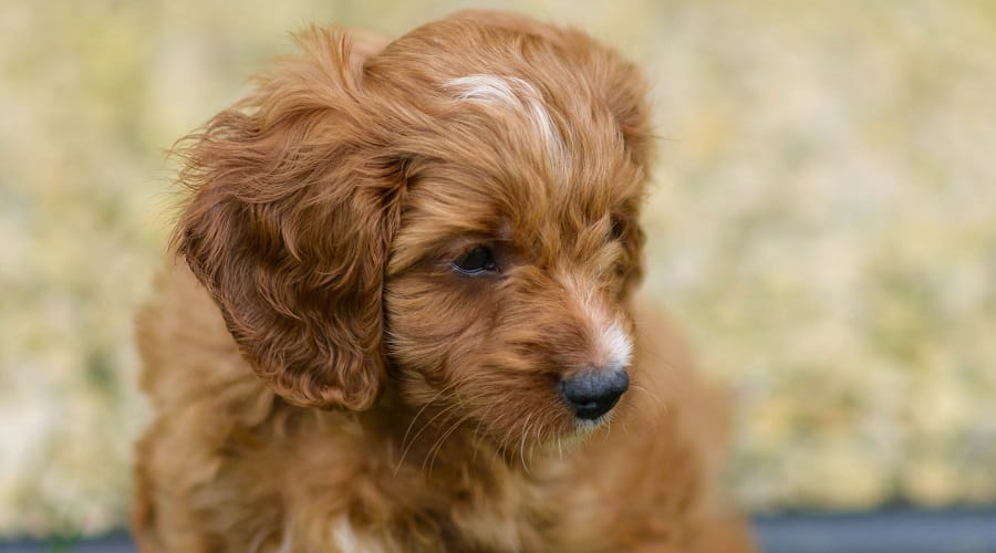 Cavador