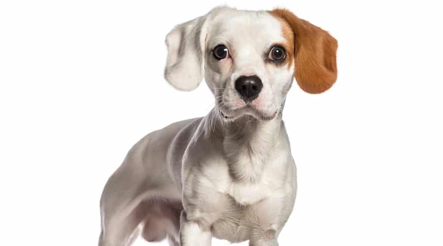 Cavajack Mix