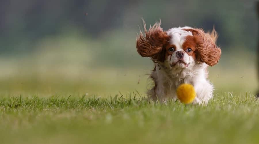 Younger Dog Outdoors Chasing Ball