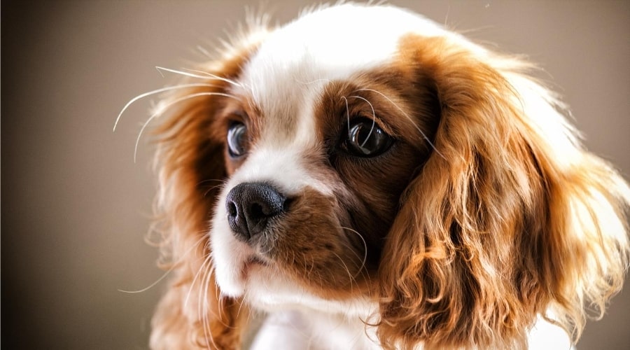 Cavalier King Charles Spaniel Indoors