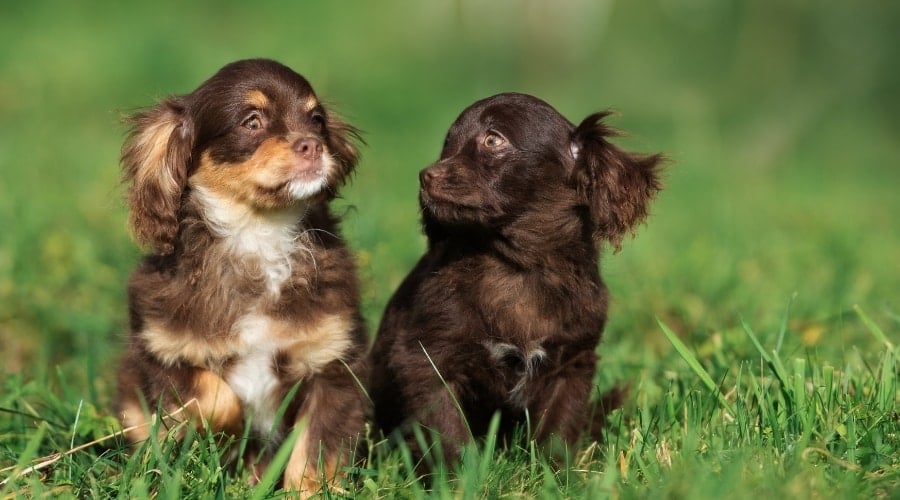 Cavalier King Charles Spaniel Mixes