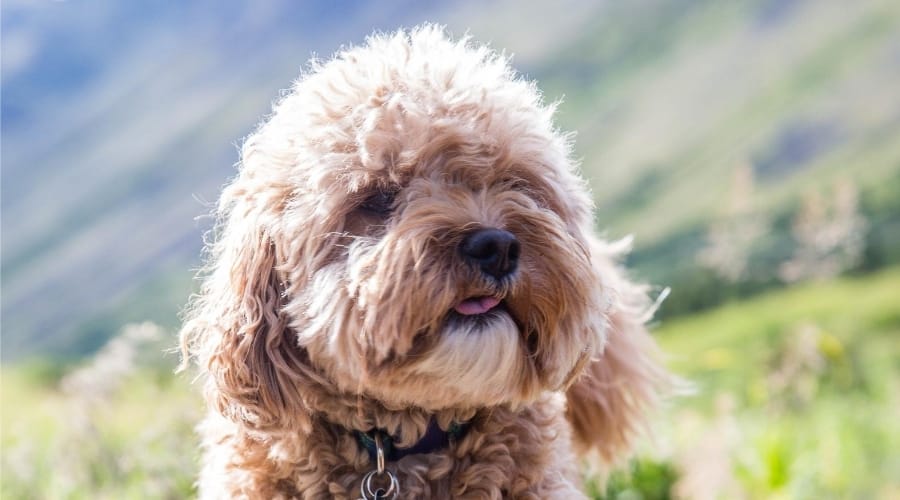 Cavalier King Charles Spaniel Poodle Mix Outdoors