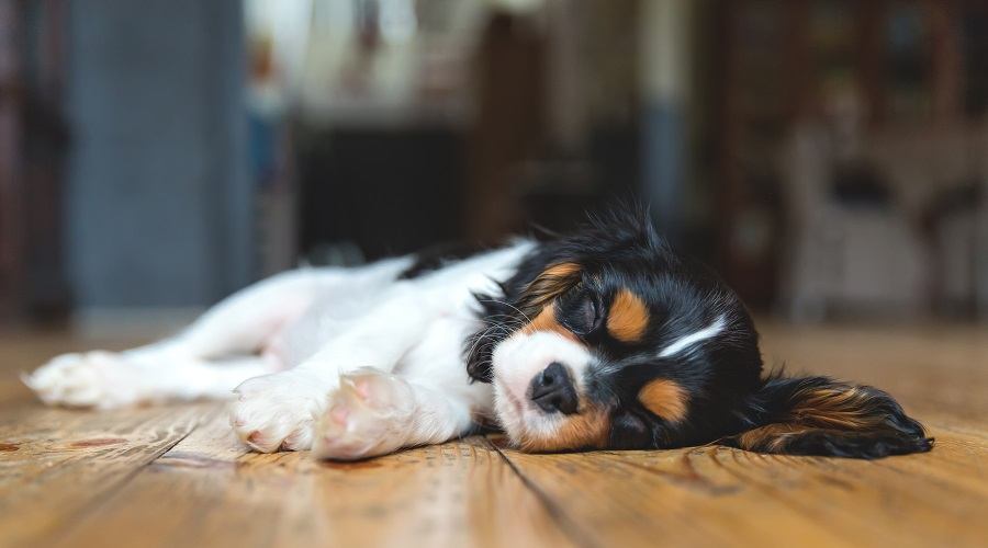 Cavalier laying on the floor.