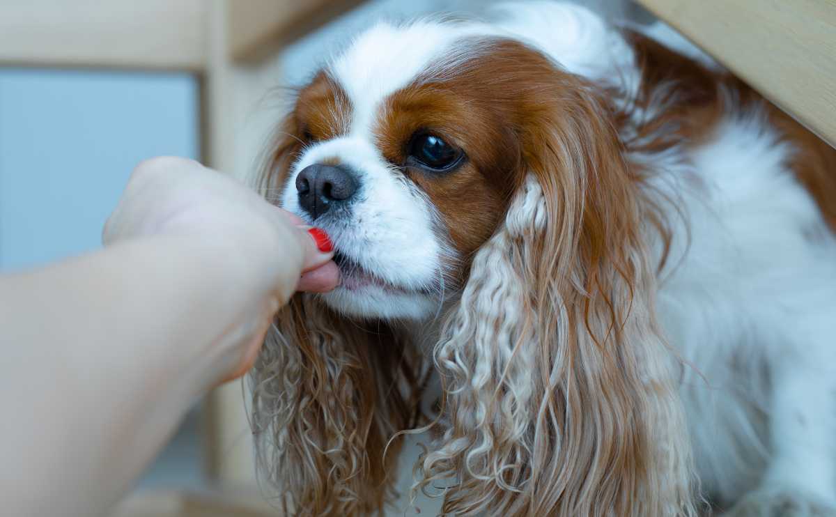 Cavalier King Charles Spaniel dog eats from the hand of its owner.