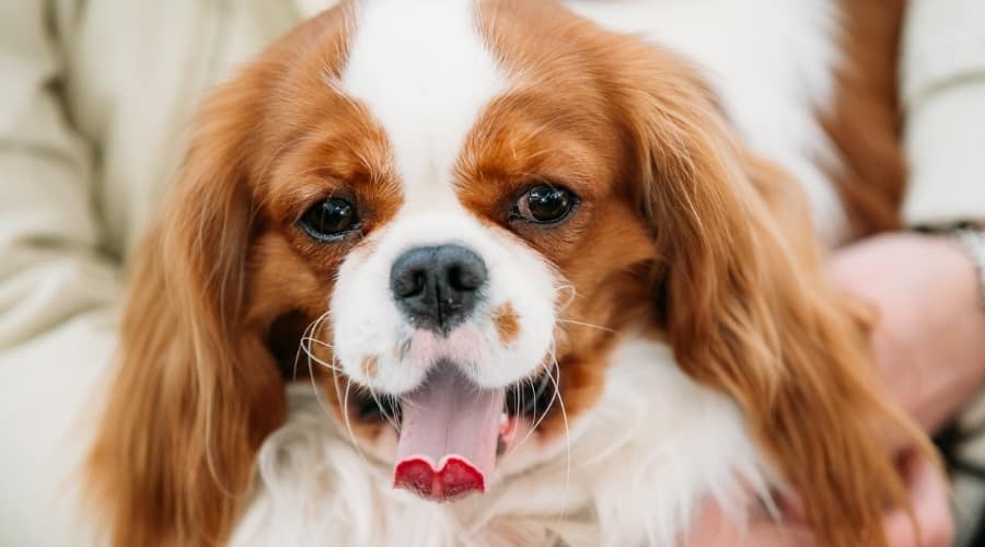 Cavalier King Charles Spaniel on Owner Lap