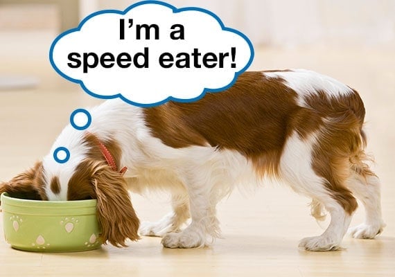 Cavalier King Charlse Spaniel with head in dog bowl eating as fast as he can