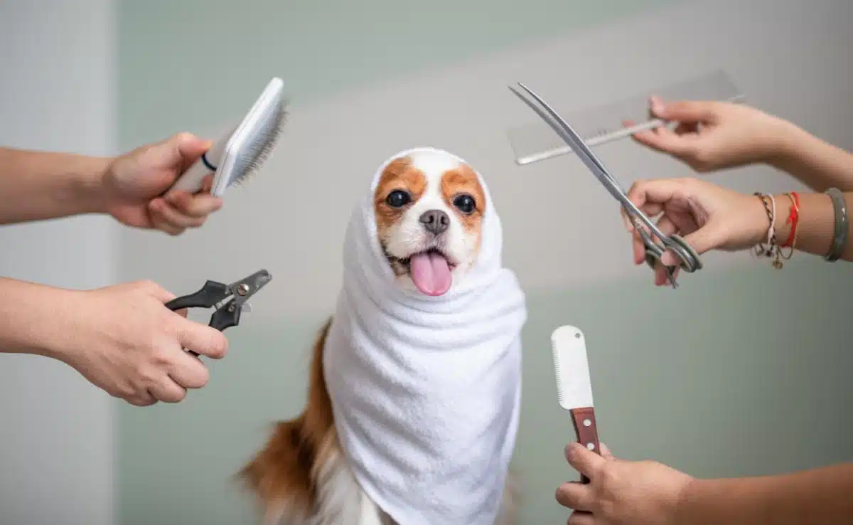 Best home dog grooming kit sale