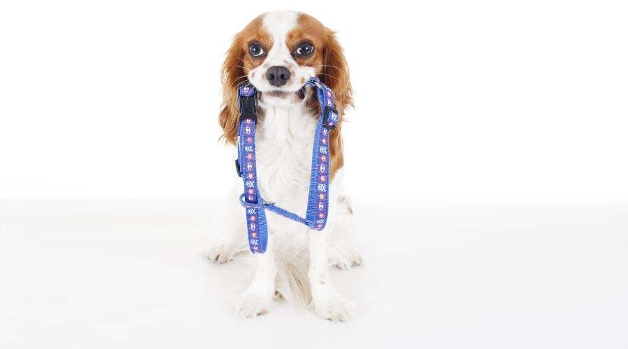 Cavalier King Charles with Harness in Mouth