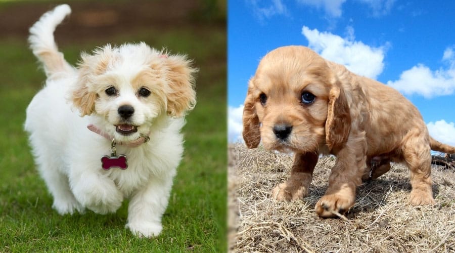 Cavalier Spaniel Mixed Dogs Standing Outside
