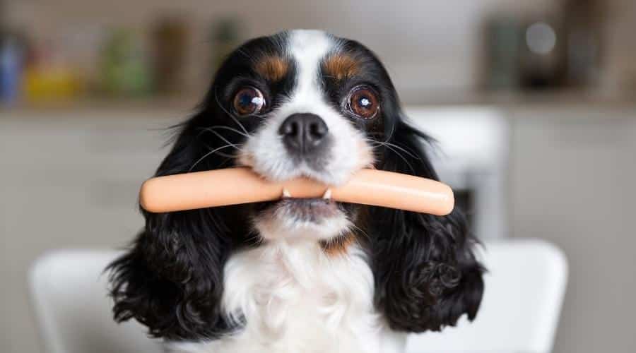 Cavalier Spaniel dog with sausage in mouth