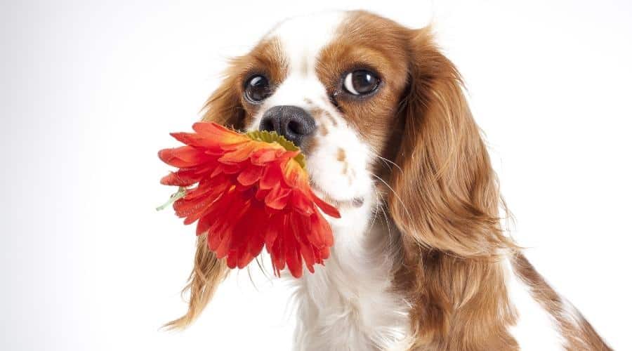 Cavalier king charles spaniel dog hold spring daisy flower