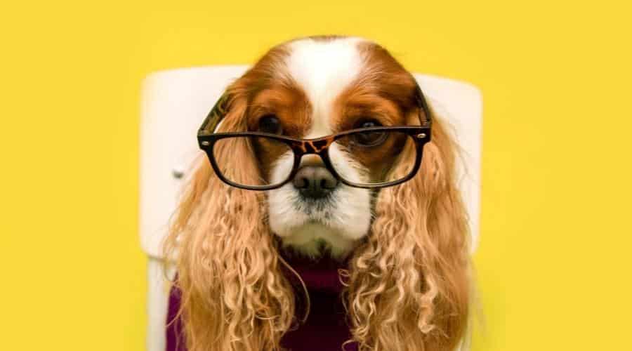 Cavalier King Charles Spaniel dog with long ears wearing glasses and sweater on yellow background
