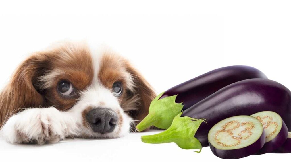 Can Dogs Eat Eggplant? Is Eggplant Safe For Dogs? Canine Journal