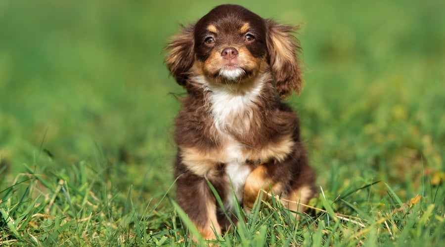 Cavapom