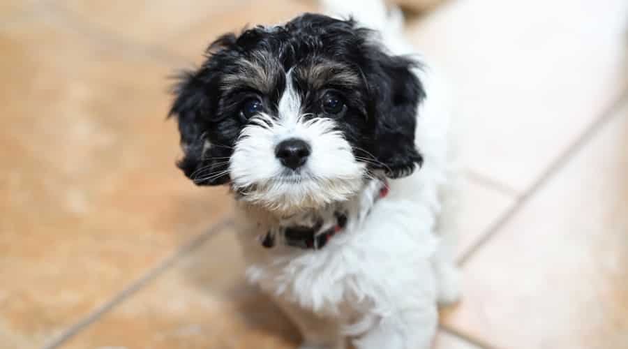Cavapoo looking up