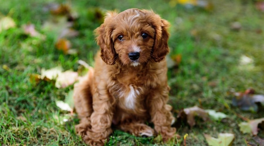 Cavapoo