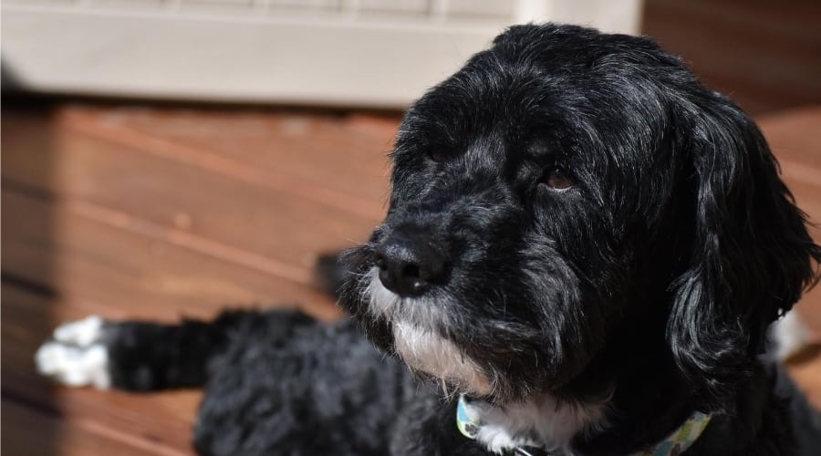 Cavapoo at Rescue Shelter